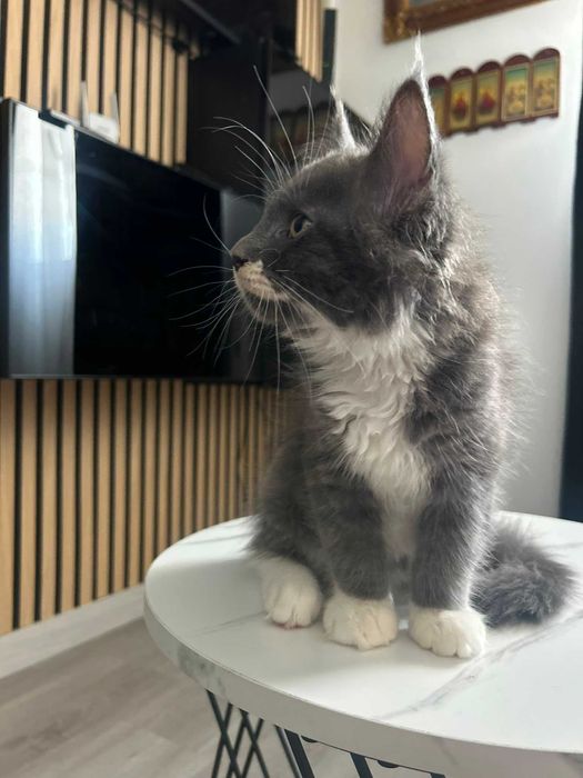 Maine Coon Macho de Excelente Linhagem Disponível