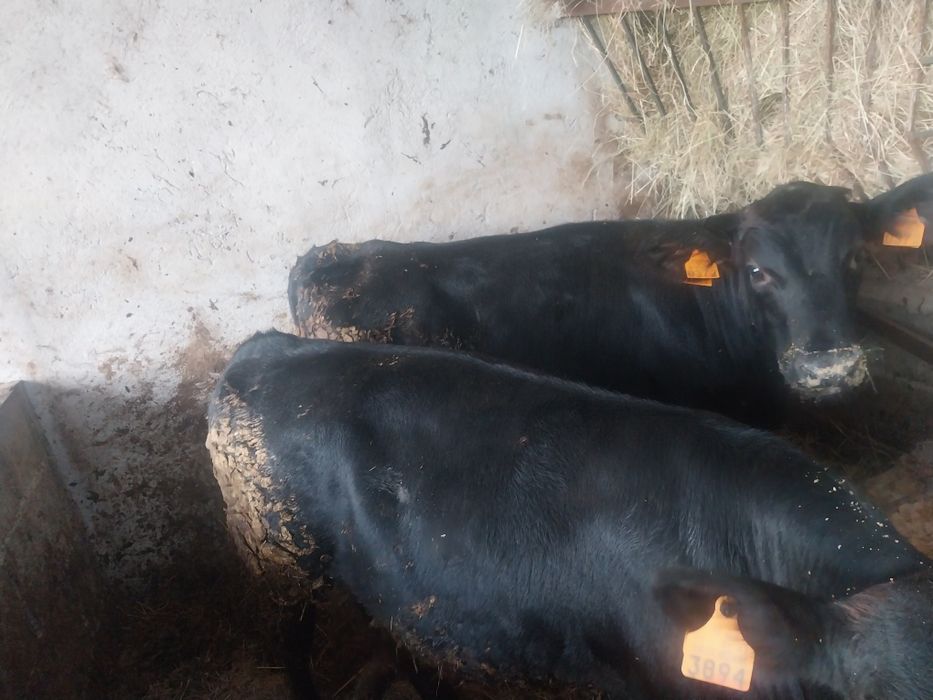 Vitelos angus com frisio