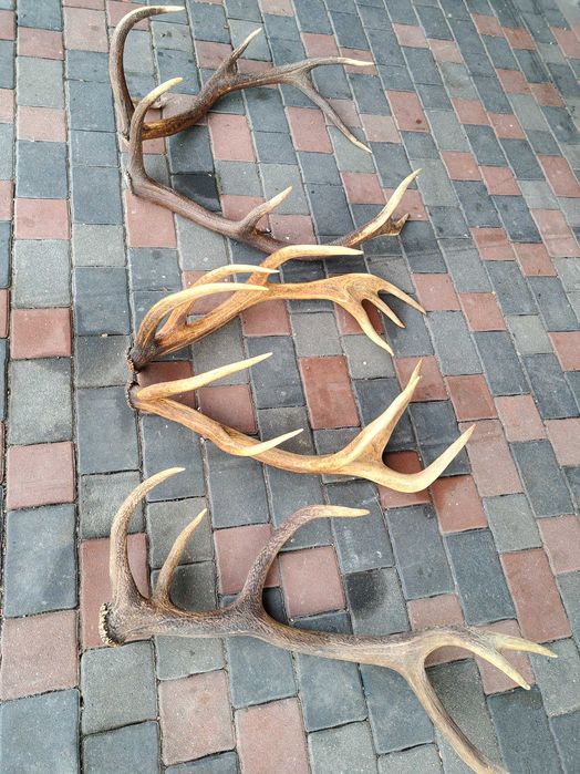 Poroże Rogi Zrzuty 10.2 kg