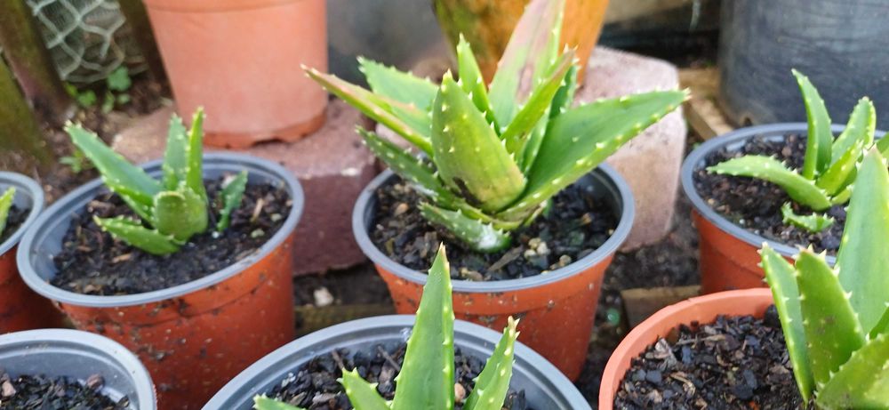 Planta Suculenta em Vaso