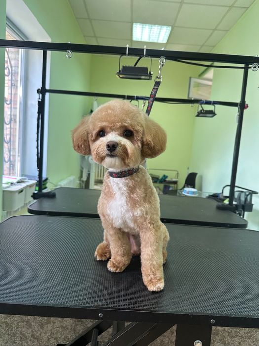 Грумінг собак,Кропивницький