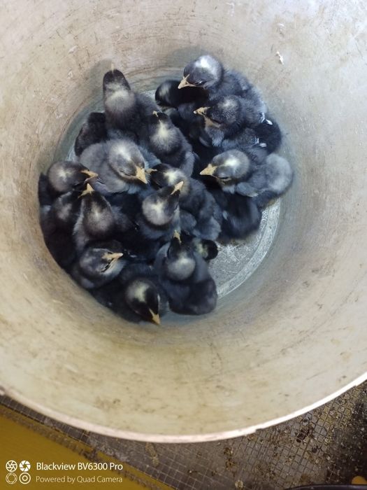 Ovos galados de Malines provenientes da Bélgica