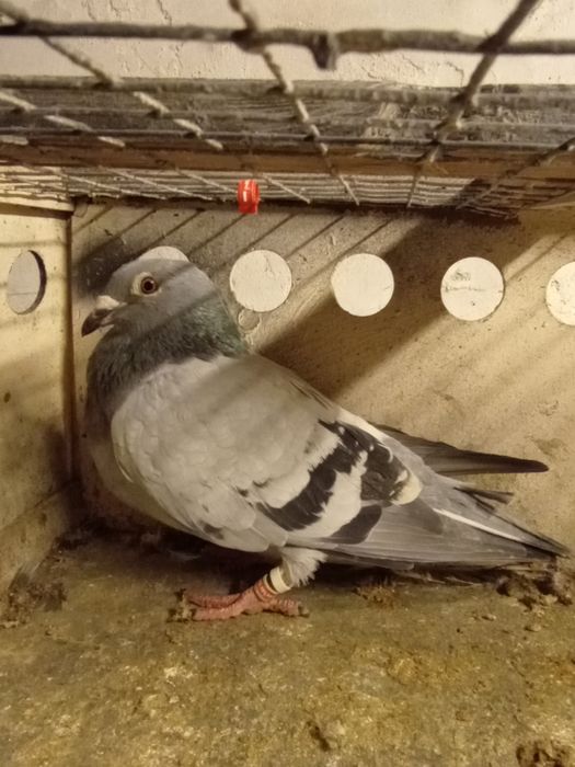 Gołębie pocztowe samica