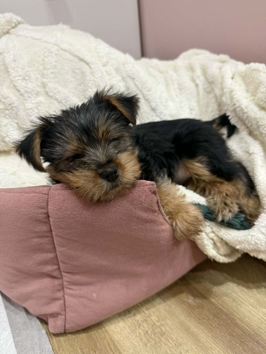 York Shire Terrierrrrr