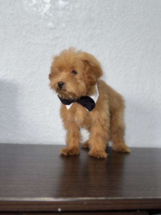 Мальтіпушик хлопчик міні. Карамель мальтіпу