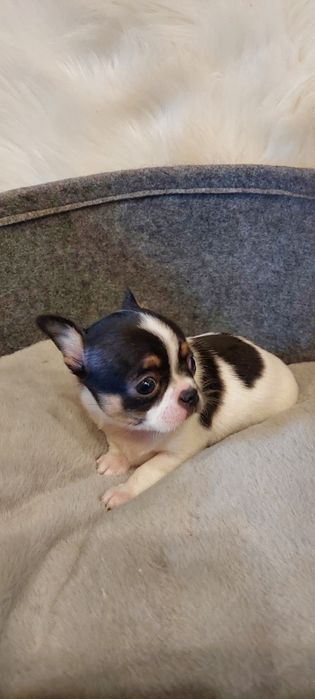 Mini chłopczyk Chihuahua