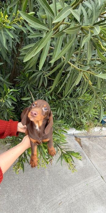 Teckel Chocolate  Macho