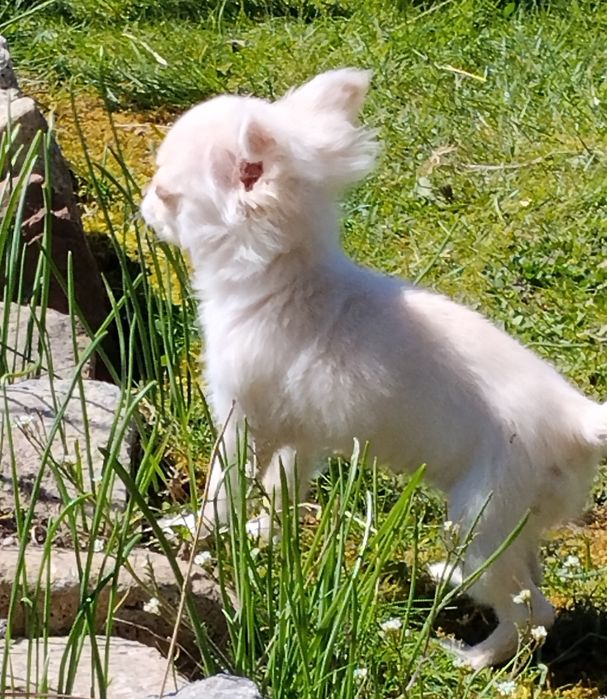 Śliczna chihuahua xxs dziewczynka najmniejsza