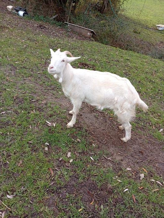 Vendo cabra branca