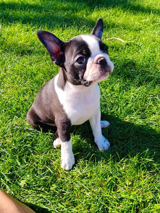 Boston terrier - suczka ZKWP Poznań