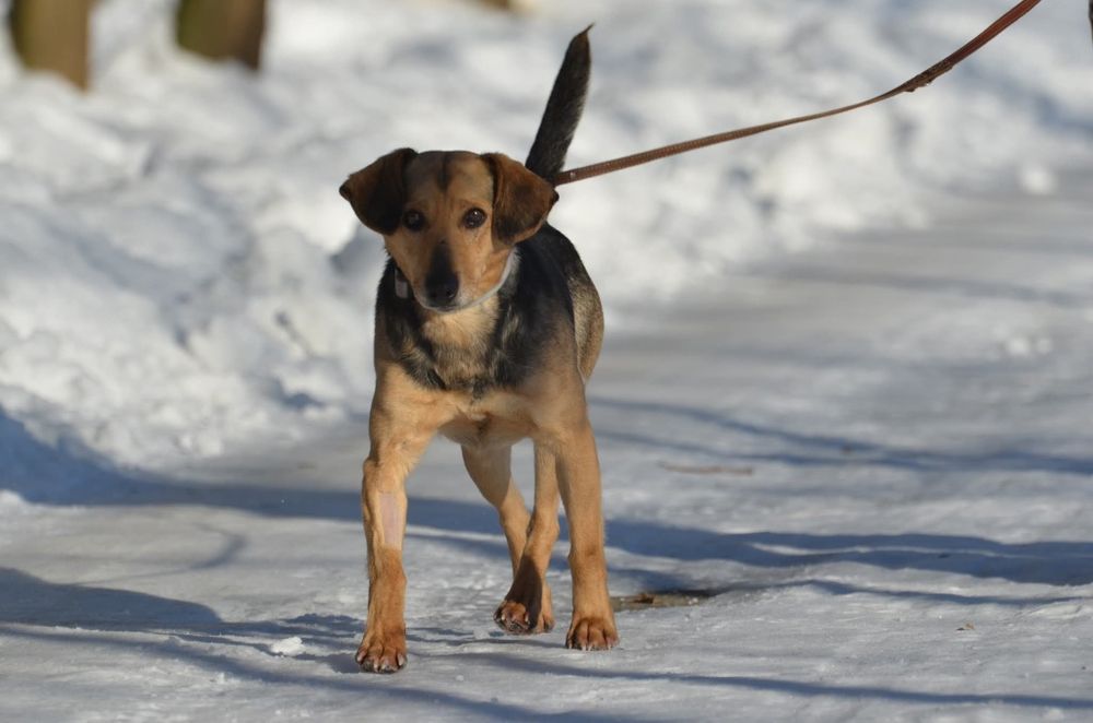 Wojtuś- do adopcji