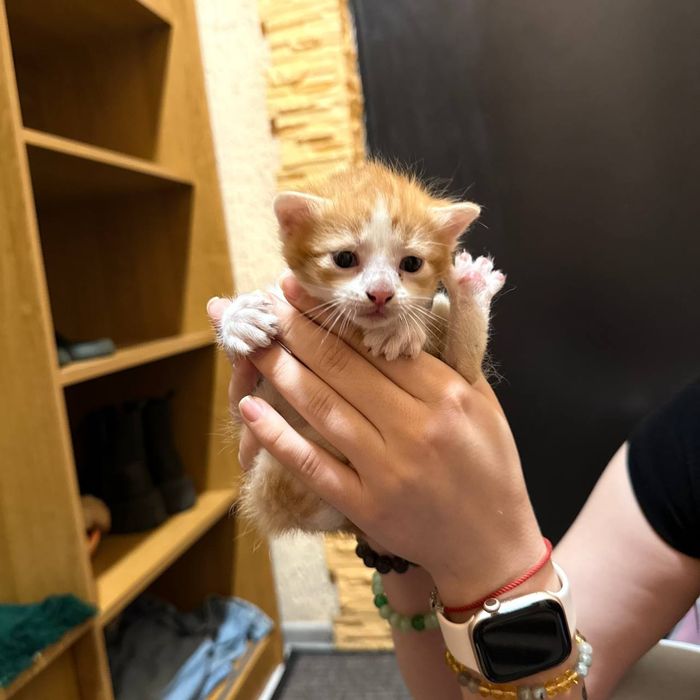 Котятки ищут дом