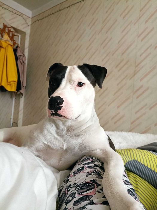 Мішаний стафф-пітбуль для в'язки