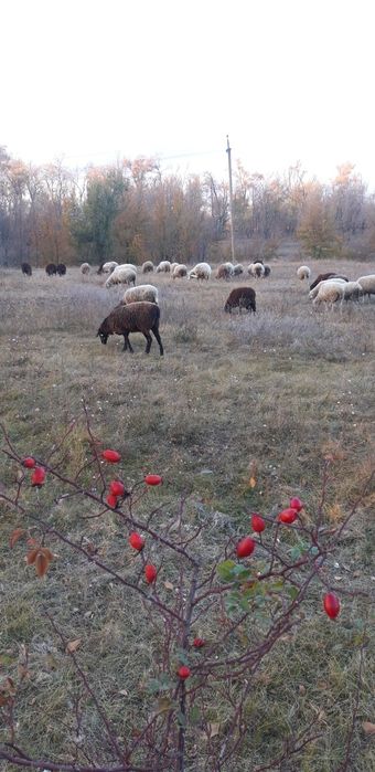 Бараны живой вес