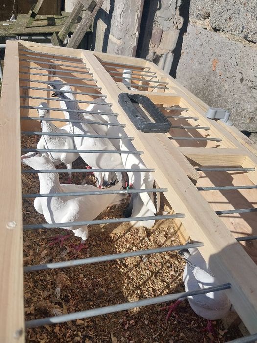 Sprzedam gołębie jasne skladowe