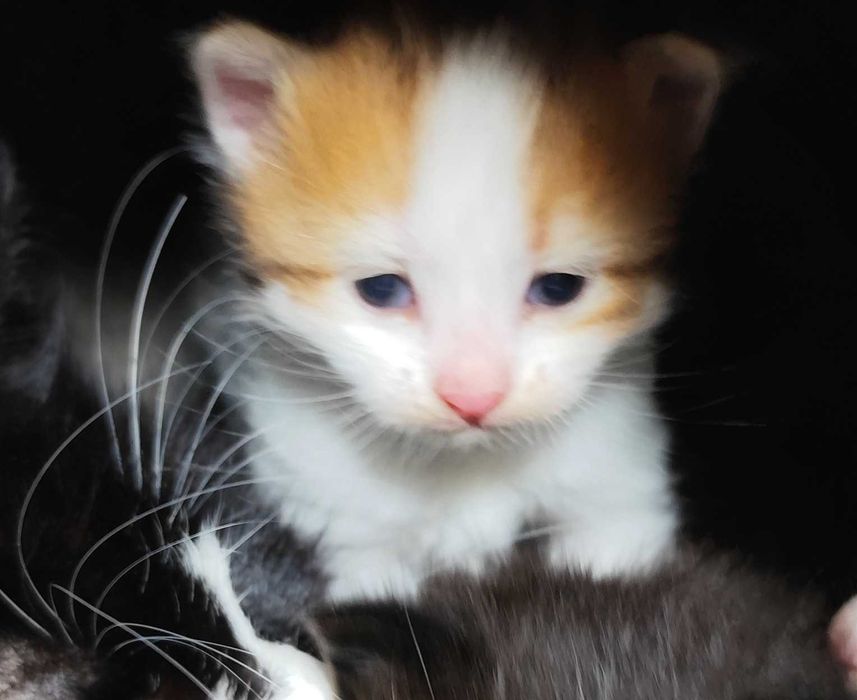 Koteczka syberyjska z rodowodem FPL.