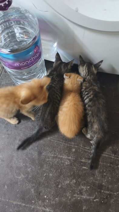 Gatos bebés para adoção