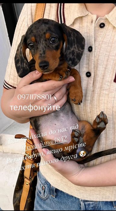 Мраморного забарвлення хлопчик міні такса