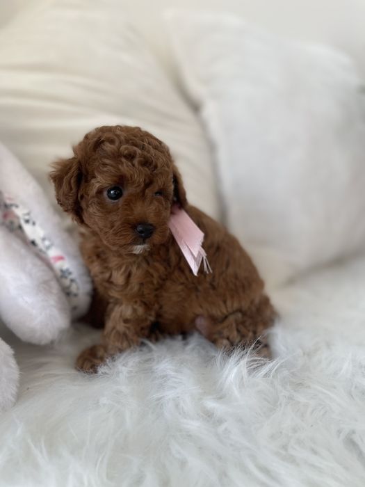 Обіймай і не відпускай  чарівні VIP Той-Пуделі тут!