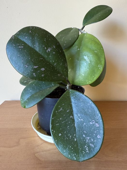 Hoya hoja obovata
