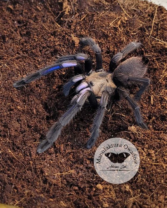 Ptasznik Chilobrachys natanicharum (sp.Electric blue) L3