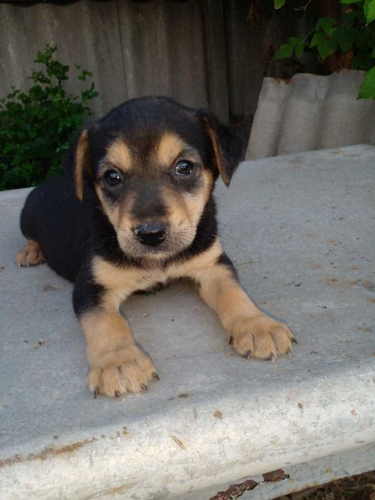 Цуценята в добрі руки