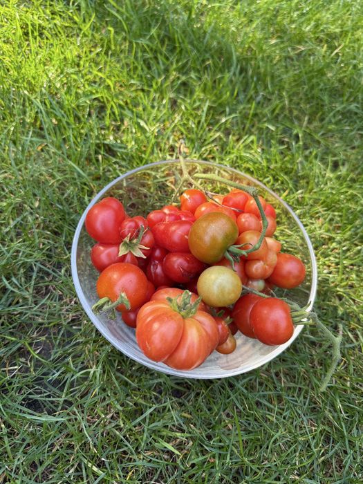Nasiona pomidorow ekologiczne