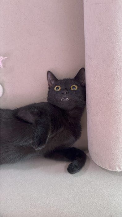 Kurkuma - kotka, kotek, kot do adopcji