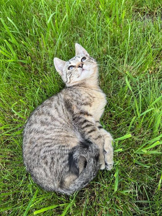Кошенята, киці, грайливі пухнастики