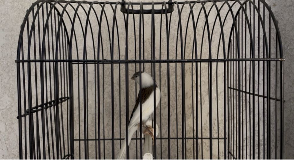 Canarios larguet 2025