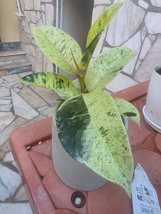 Ficus Shivereana Moonshine