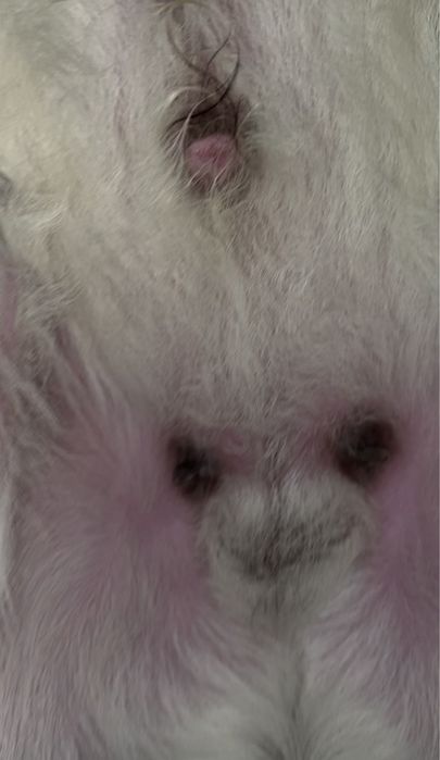 Метис молочного напрямку ( альпійська/зааненський тип )