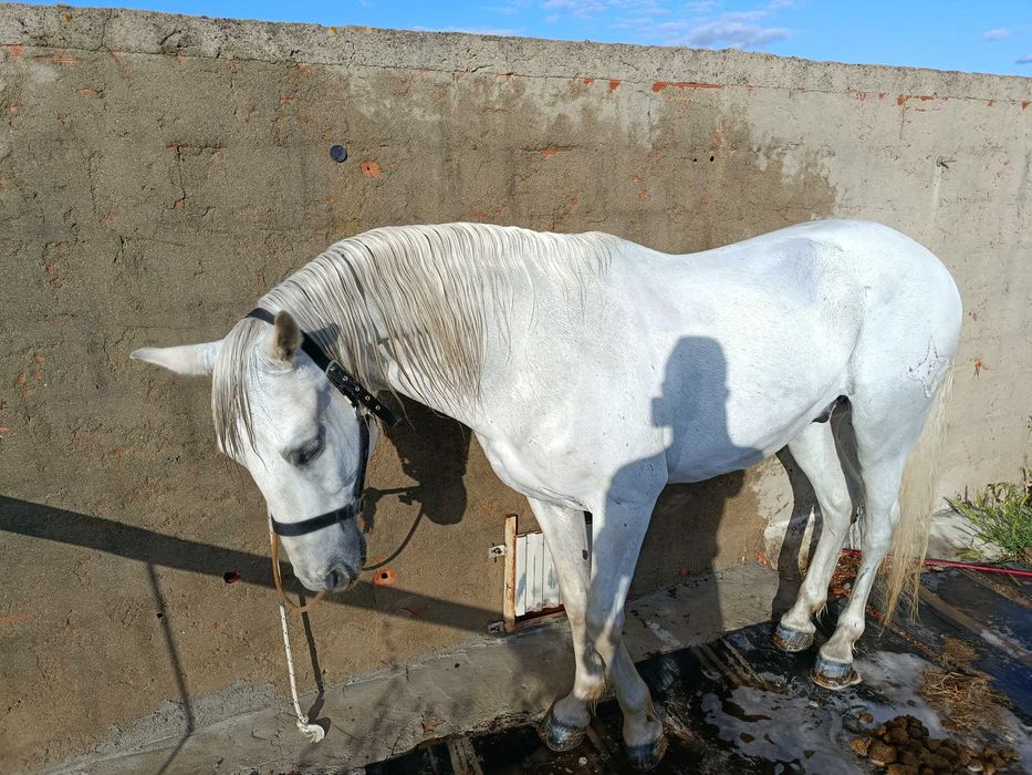 Cavalo capado Pura raça espanhola