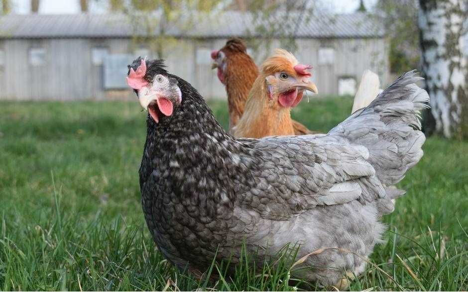 Kury nioski Rosa  z dowozem gratis