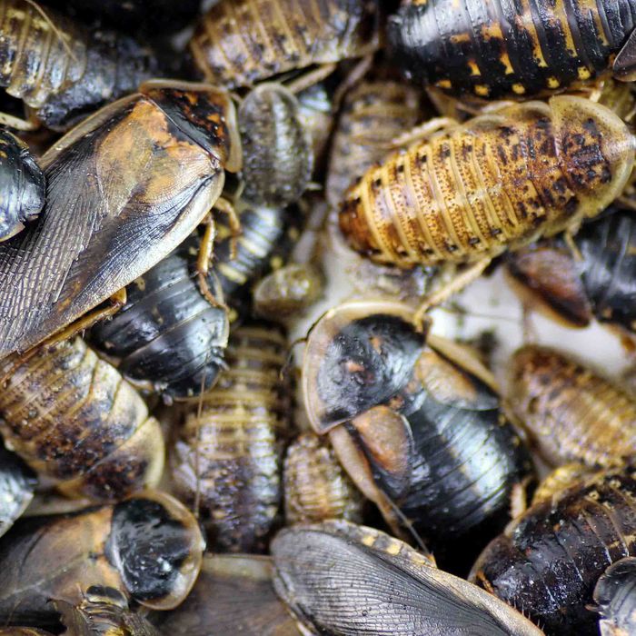 Blaptica Dubia . Baratas (alimento vivo)