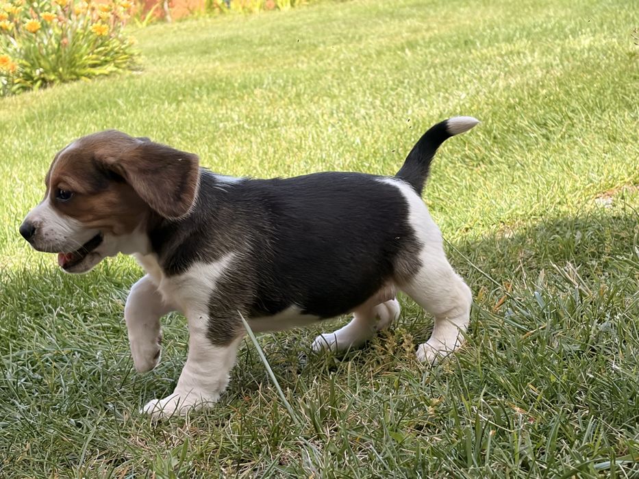 Beagle fêmea tricolor com Lop