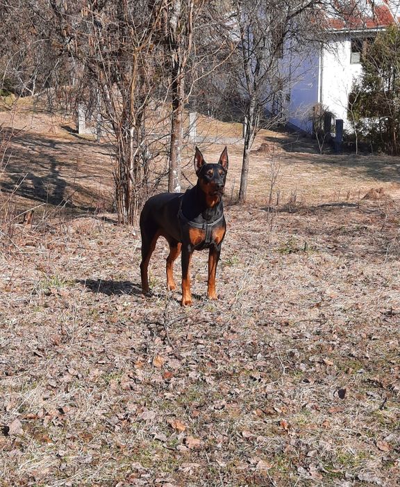 Вязка добермана ( кобель)