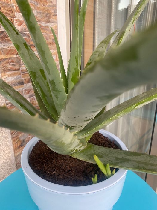 Aloé Vera biológico xarope do cato