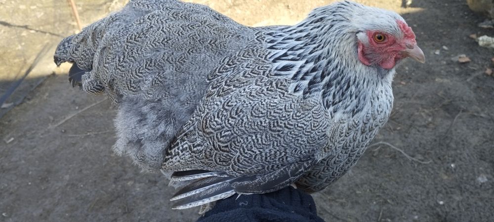 Kury - Czubatka Staropolska,Brahma