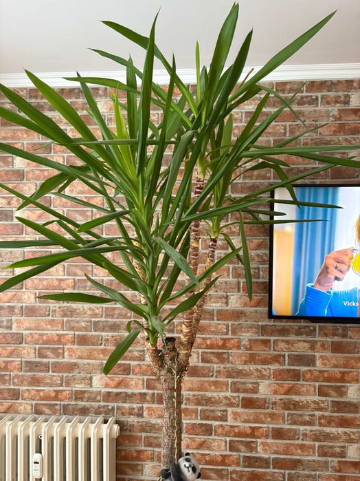 Palma Juka/Yucca 2,5m w doniczce