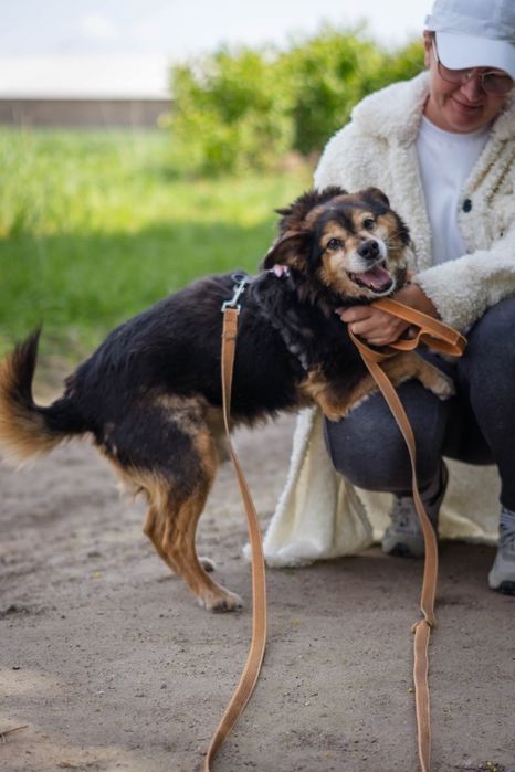 Irys senior do adopcji w Schronisku Nadzieja w Napierkach