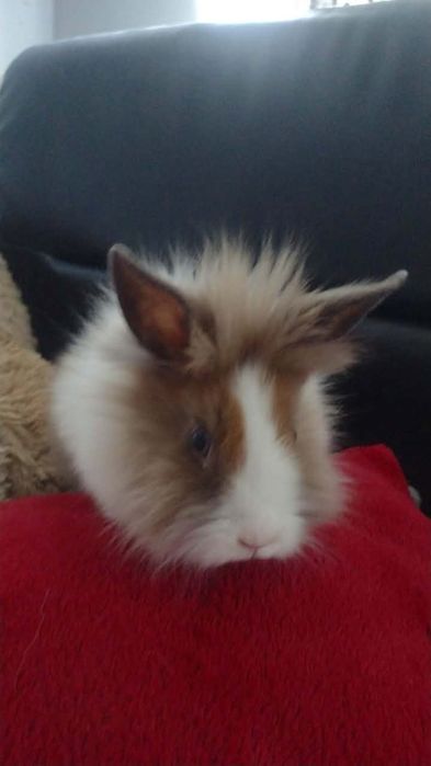 Karzełek Teddy samiczka