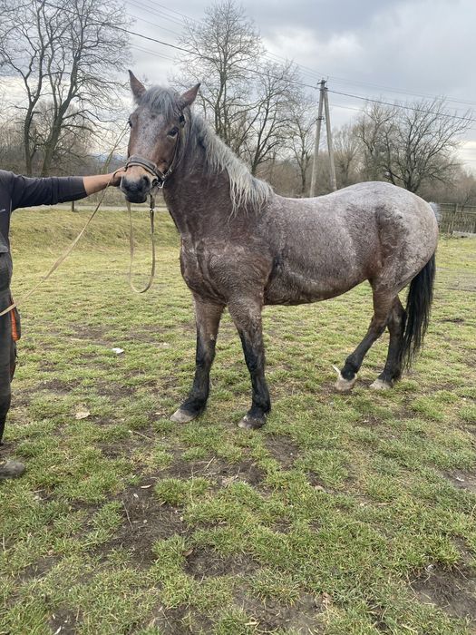 Продам добру кобилу