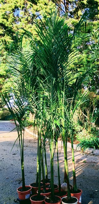 Palmeiras imperiais cubanas ou Roystonea regia