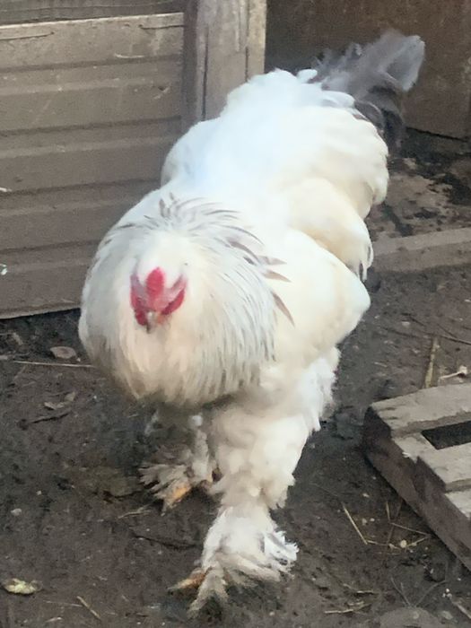 Vendo galo Brahma pura raça com 11 meses