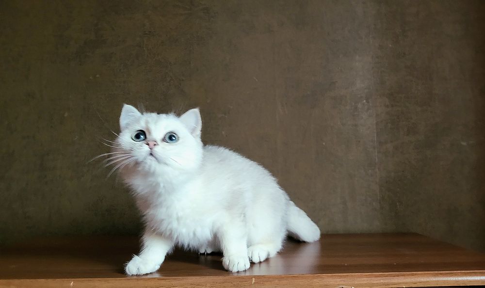 Срібляста шиншила,  Британська короткошерснан