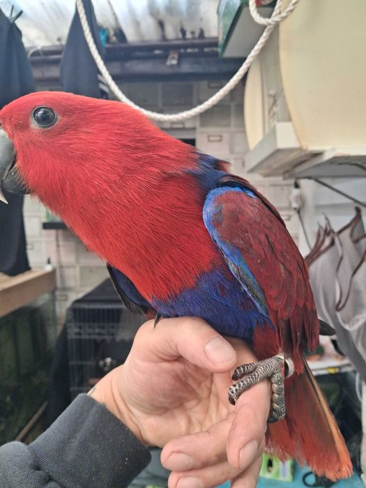 Papagaio ecletos femea