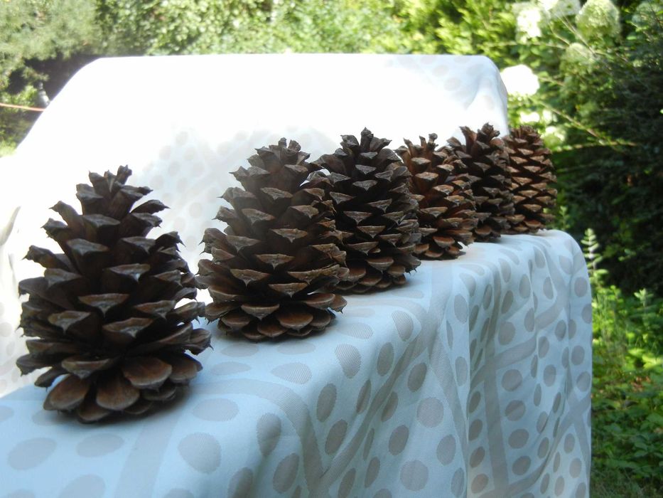 SZYSZKI sosny żółtej, diy 7-9 cm - 22 sztuki