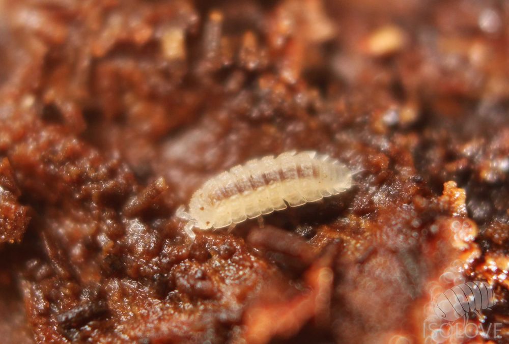 Haplophthalmus cf. danicus, równonogi, isopoda, ekipa sprzątająca