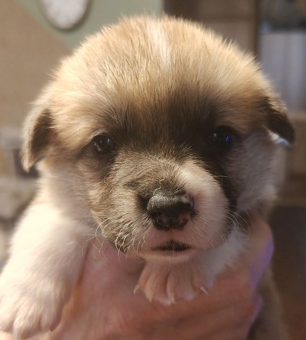 Welsh corgi pembroke